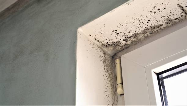 Best Mold Odor Removal Services  in Royal Palm Beach, FL