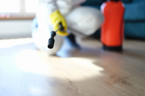 Best Mold Damage Restoration  in Royal Palm Beach, FL