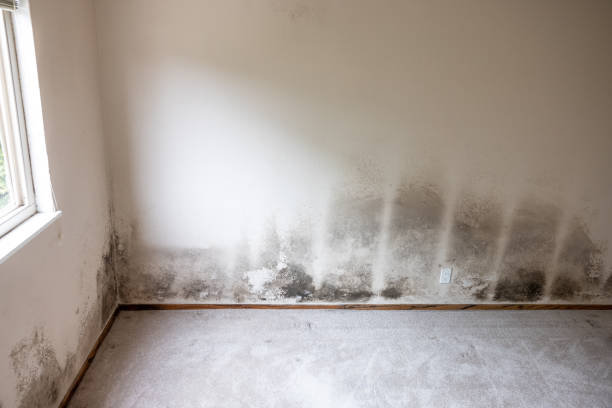 Best Mold Documentation for Insurance Claims  in Royal Palm Beach, FL