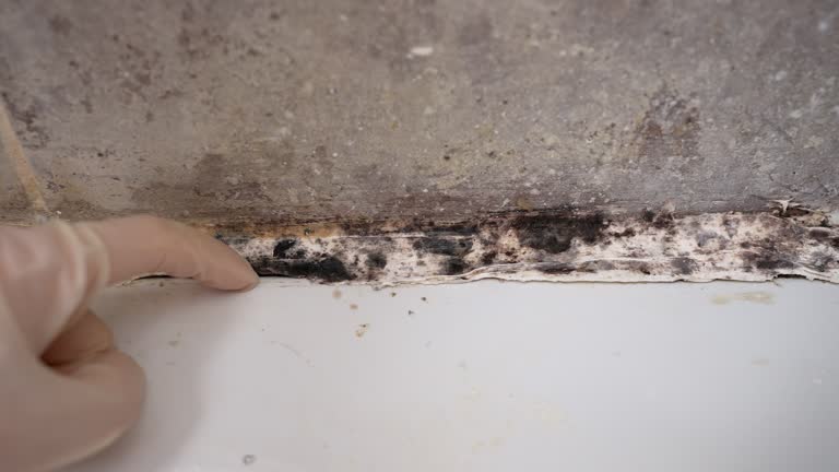 Best Environmental Consulting for Mold Prevention  in Royal Palm Beach, FL