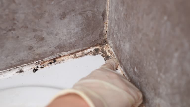 Best Emergency Mold Remediation  in Royal Palm Beach, FL