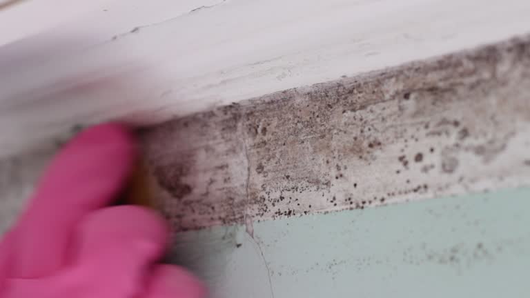 Best Dehumidification Services  in Royal Palm Beach, FL